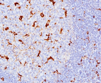 IHC testing of human tonsil (10X) stained with CD68 antibody cocktail (KP1 + C68/684).