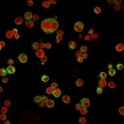 Immunofluorescent staining of human Raji cells with CD74 antibody (clone LN-2, green) and Reddot nuclear stain (red).