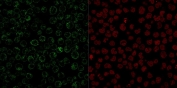 Immunofluorescent staining of PFA-fixed human Raji cells with CD79 antibody (clone JCB117, green) and Reddot nuclear stain (red).