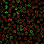 Immunofluorescent staining of PFA-fixed human Raji cells with CD79a antibody (clone HM47/A9, green) and Reddot nuclear stain (red).