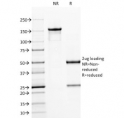 SDS-PAGE analysis of purified, BSA-free CD79a antibody (clone HM47/A9) as confirmation of integrity and purity.