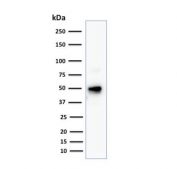 Western blot testing of human Raji cell lysate with CD79a antibody cocktail (clone JCB117 + HM47/A9). Expected molecular weight: 25-47 kDa depending on glycosylation level.
