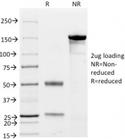 SDS-PAGE analysis of purified, BSA-free CD79a antibody cocktail (clone JCB117 + HM47/A9) as confirmation of integrity and purity.