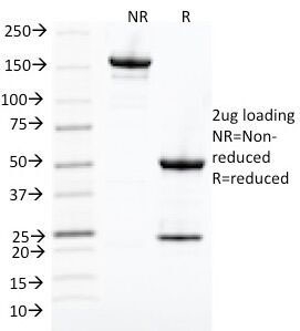 SDS-PAGE Analysis of Purified, BSA-Free CDK1 Antibody (clone POH-1). Confirmation of Integrity and Purity of the Antibody.