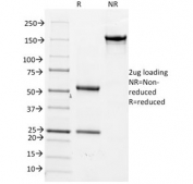 SDS-PAGE analysis of purified, BSA-free Cdc20 antibody (clone AR12) as confirmation of integrity and purity.
