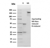 SDS-PAGE analysis of purified, BSA-free p27Kip1 antibody (clone SX53G8) as confirmation of integrity and purity.