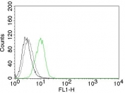 Intracellular FACS testing of human HeLa cells with p27Kip1 antibody (green), isotype control (gray), and cells without primary (black).