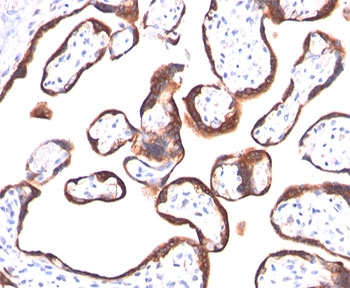 IHC testing of human placenta stained with hCG alpha antibody (HCGa/53). Note specific membrane staining.~