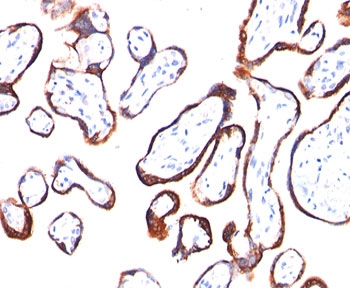 IHC testing of placenta stained with HCG-beta antibody (HCGb/54). Note specific membrane staining. HIER: boil tissue sections in pH 9 10mM Tris with 1mM EDTA for 10-20 min followed by cooling at RT for 20 min.