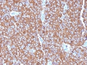 IHC testing of FFPE human adrenal gland wtih Chromogranin A antibody cocktail (clones LK2H10 + PHE5 + CGA414).
