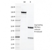 SDS-PAGE analysis of purified, BSA-free Chromogranin A antibody (clone LK2H10) as confirmation of integrity and purity.
