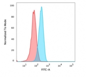 Flow cytometry testing of PFA-fixed human HeLa cells with Beta Catenin antibody; Red=isotype control, Blue= Beta Catenin antibody.