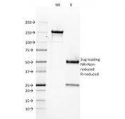 SDS-PAGE analysis of purified, BSA-free ER antibody (clone ER506) as confirmation of integrity and purity.