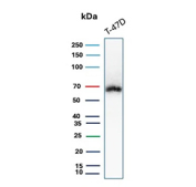 ER Antibody Clone ER506 T47D WB. Western blot analysis of human T47D cell lysate using ER antibody (clone ER506) detects a band at approximately 65-70 kDa, consistent with the predicted molecular weight of Estrogen receptor alpha (ESR1), a nuclear hormone receptor expressed in hormone-responsive breast cancer cells.