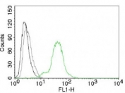 FACS testing of human BT474 cells:  Black=cells alone; Gray=isotype control; Green=Estrogen Receptor beta antibody AF488 conjugate
