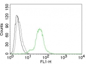 FACS testing of human BT474 cells with Estrogen Receptor beta antibody:  Black=cells alone; Gray=isotype control; Green=Estrogen Receptor beta antibody.