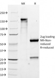 SDS-PAGE Analysis of Purified, BSA-Free MART-1 Antibody (clone M2-7C10). Confirmation of Integrity and Purity of the Antibody.