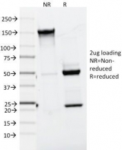 SDS-PAGE Analysis of Purified, BSA-Free Melan-A Antibody (clone A103). Confirmation of Integrity and Purity of the Antibody.
