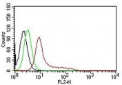 FACS testing of permeabilized human K562 cells with Ku70 + Ku80 antibody. Black=cells alone; Green=isotype control; Red= PE conjugated Ku70 + Ku80 antibody.