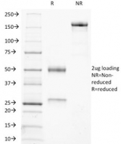 SDS-PAGE analysis of purified, BSA-free Ku70 + Ku80 antibody (clone KU729) as confirmation of integrity and purity.
