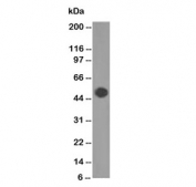 Western blot testing of human brain lysate GFAP antibody (clone GA-5). Predicted molecular weight ~50 kDa.