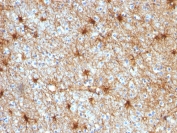 IHC staining of FFPE human cerebellum with GFAP antibody (clone GA-5).
