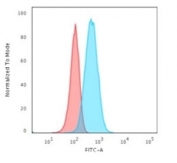 Flow cytometry testing of permeabilized human T98G cells with GFAP antibody (clone GA-5); Red=isotype control, Blue= GFAP antibody.