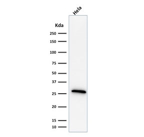 Western blot testing of human HeLa cell lysate with HSP27 antibody (clone G3.1). Expected molecular weight: 24-29 kDa.