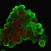 Immunofluorescent staining of PFA-fixed human MCF7 cells with HSP27 antibody (clone G3.1, green) and Reddot nuclear stain (red).