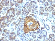 IHC testing of FFPE pancreas tissue with HSP60 antibody (clone LK1).