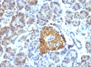 IHC testing of FFPE pancreas tissue with HSP60 antibody (clone LK1).