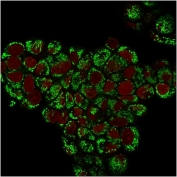 Immunofluorescent staining of PFA-fixed human MCF7 cells with HSP60 antibody (green, clone LK1) and Reddot nuclear stain (red).
