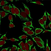 Immunofluorescent staining of MeOH-fixed human HeLa cells with HSP60 antibody (clone LK2, green) and Reddot nuclear stain (red).