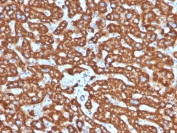 IHC staining of FFPE human liver tissue with HSP60 antibody (clone LK2). HIER: boil tissue sections in pH 9 10mM Tris with 1mM EDTA for 20 min and allow to cool before testing.