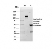 SDS-PAGE analysis of purified, BSA-free HSP60 antibody (clone LK2) as confirmation of integrity and purity.