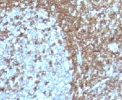 IHC analysis of FFPE human tonsil with CD50 antibody (clone 186-2G9).