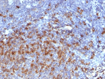 IHC staining of FFPE human tonsil with anti-IgG antibody. HIER: boil tissue sections in pH 9 10mM Tris with 1mM EDTA for 10-20 min and allow to cool before testing.