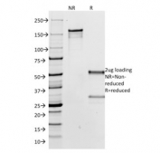 SDS-PAGE analysis of purified, BSA-free anti-IgG antibody (clone IG266) as confirmation of integrity and purity.