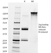 SDS-PAGE Analysis of Purified, BSA-Free Anti-IgM Antibody (clone IM260). Confirmation of Integrity and Purity of the Antibody.