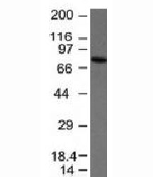 Western blot analysis of anti-IgM antibody and Raji cell lysate. Expected molecular weight: 70-75 kDa.