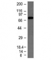 Western blot testing of Raji cell lysate with IgM heavy chain antibody. Expected molecular weight: 70-75 kDa.