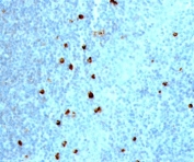 IHC testing of human tonsil stained with IgM heavy chain antibody (clone IM373).