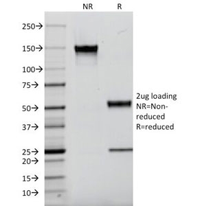 SDS-PAGE Analysis of Purified, BSA-Free Kappa Light Chain Antibody (clone L1C1). Confirmation of Integr