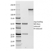 SDS-PAGE analysis of purified, BSA-free Kappa antibody (clone KLC264) as confirmation of integrity and purity.