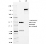 SDS-PAGE analysis of purified, BSA-free anti-Kappa light chain antibody (clone KLC709) as confirmation of integrity and purity.