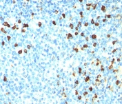 IHC: Formalin/paraffin human tonsil stained with Lambda Light Chain antibody (ICO106).