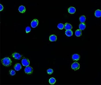 Confocal immunofluorescent testing of Ramos cells with Alexa Fluor 488 conjugated Lambda Light Chain antibody (green) and DAPI nuclear counterstain (blue).