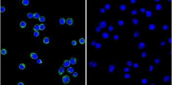 (Left) Immunofluorescent staining of permeabilized human Ramos cells with CF488-labeled Lambda Light Chain antibody (clone LcN-2, green) and DAPI (blue). (Right) Negative control.