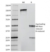 SDS-PAGE Analysis of Purified, BSA-Free Insulin Antibody (clone 2D11-H5 or INS05). Confirmation of Integrity and Purity of the Antibody.