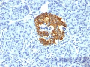 IHC testing of human pancreas stained with Insulin antibody (2D11-H5). Note cytoplasmic staining of cells.~